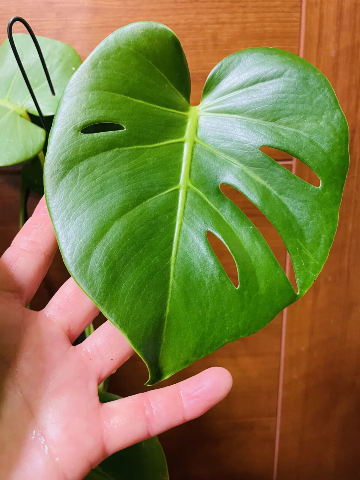 モンステラ　100均