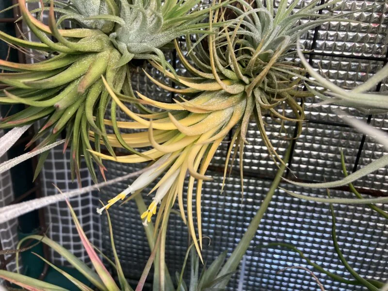 ティランジア イオナンタ 白花 開花