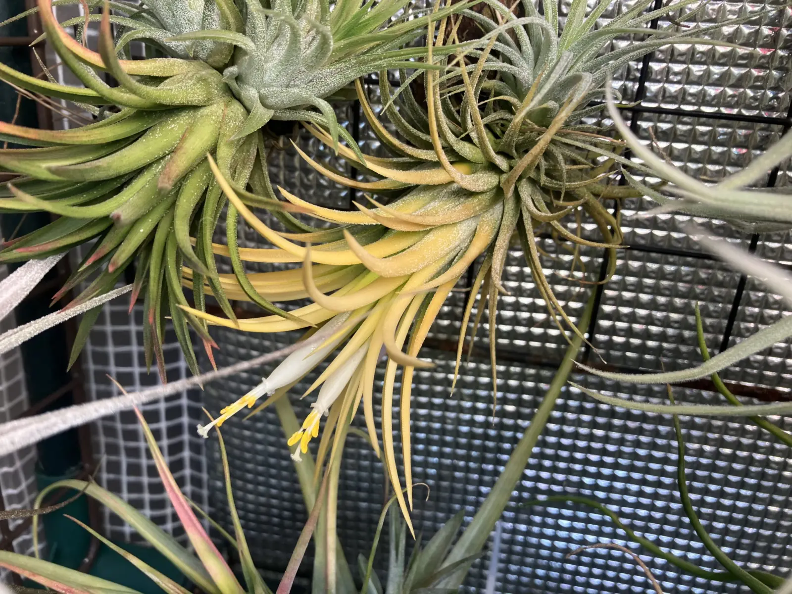 ティランジア イオナンタ 白花 開花