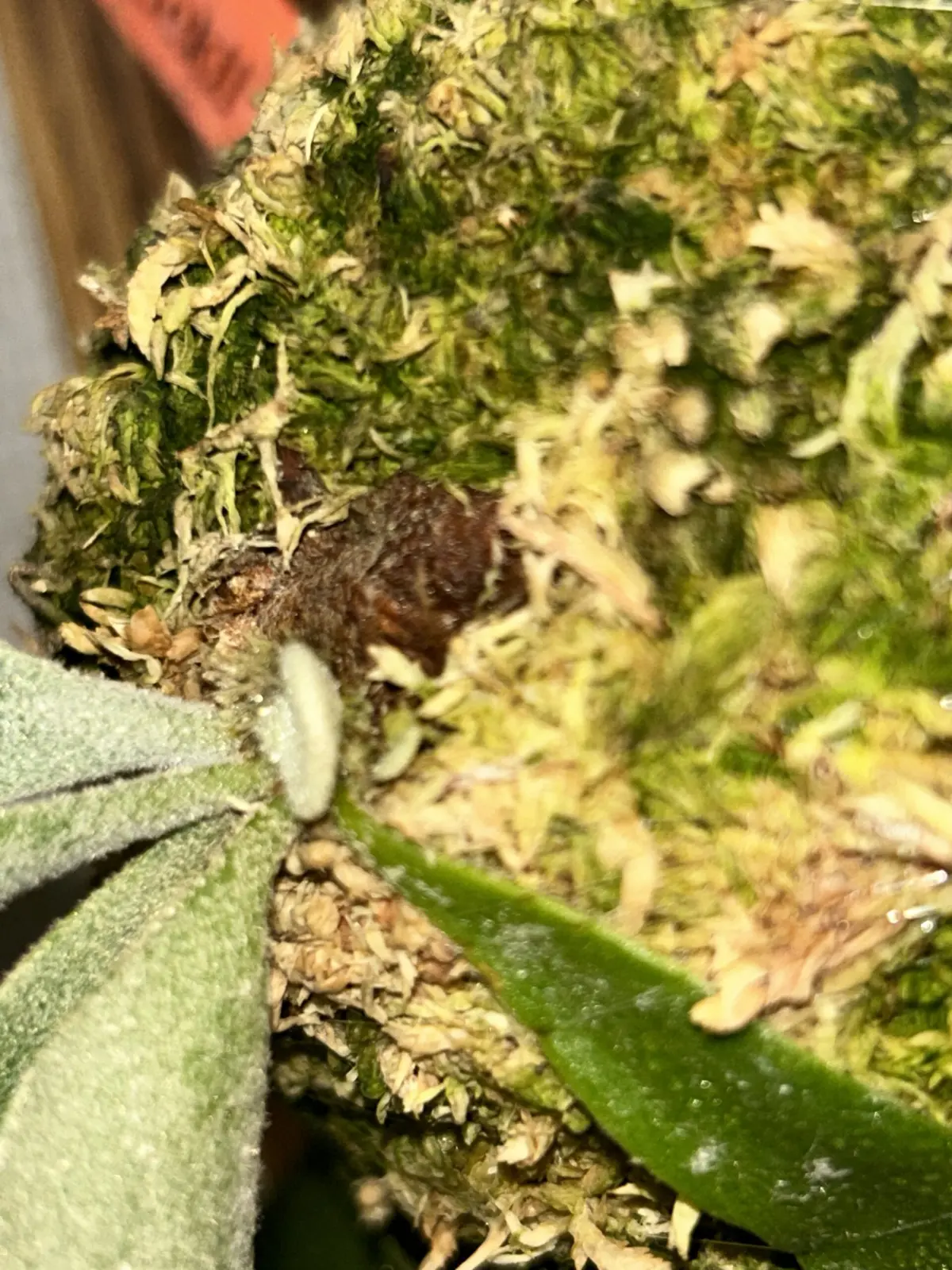 ビカクシダ　ウィリンキー