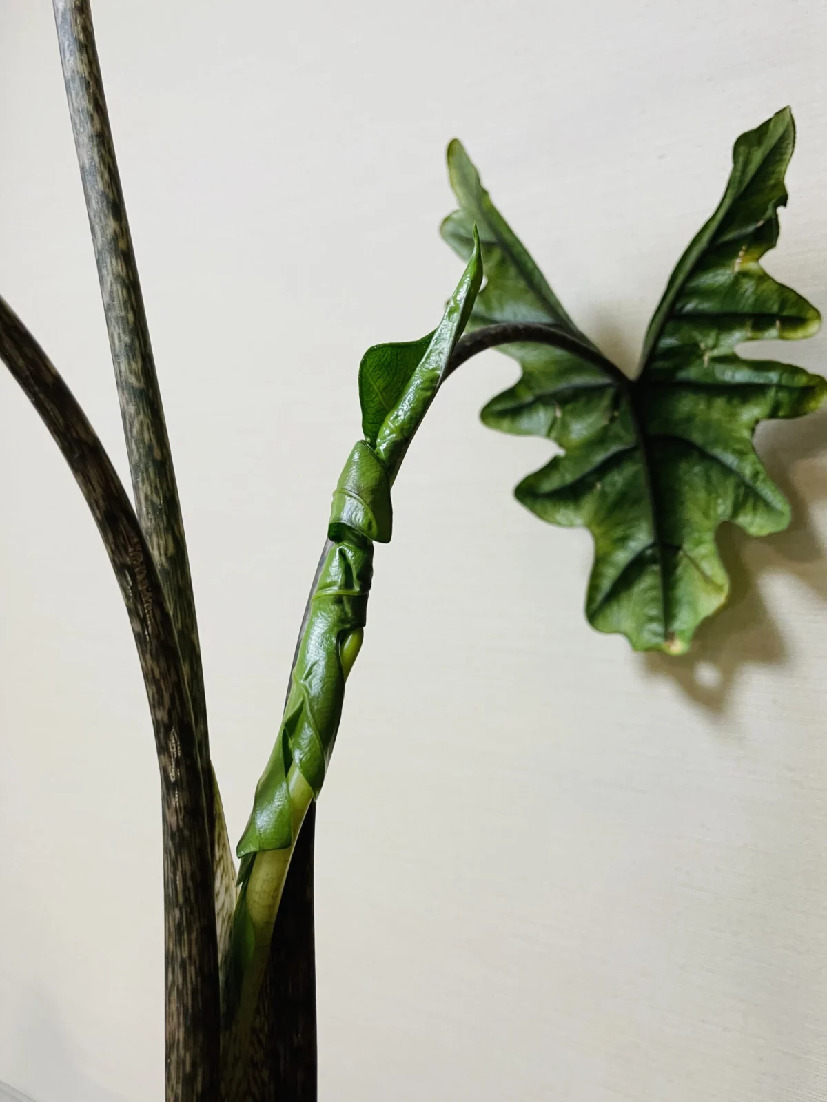 アロカシア　ジャクリン　ドリル