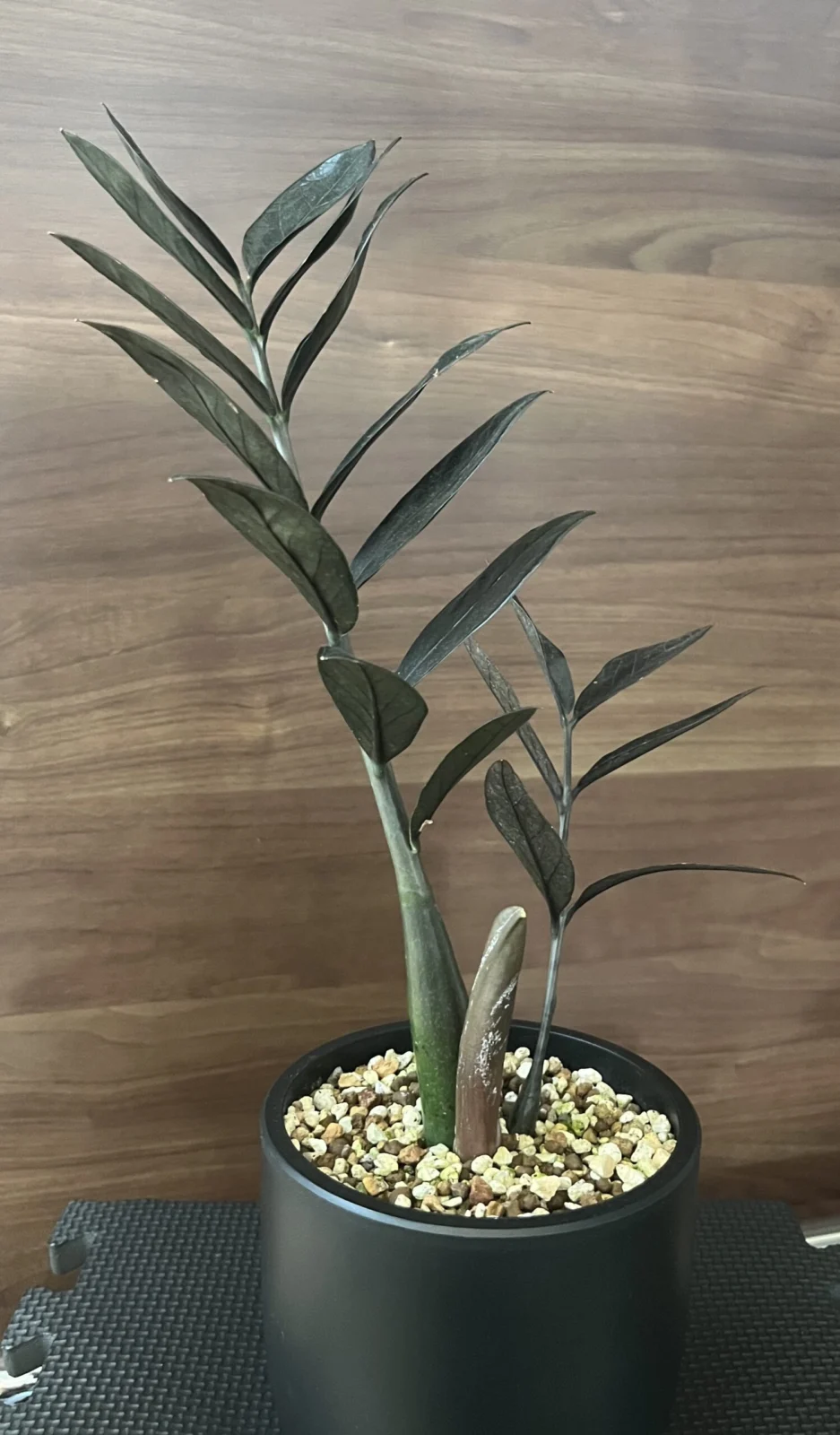 ザミオクルカス　ザミーフォリア　レイヴン