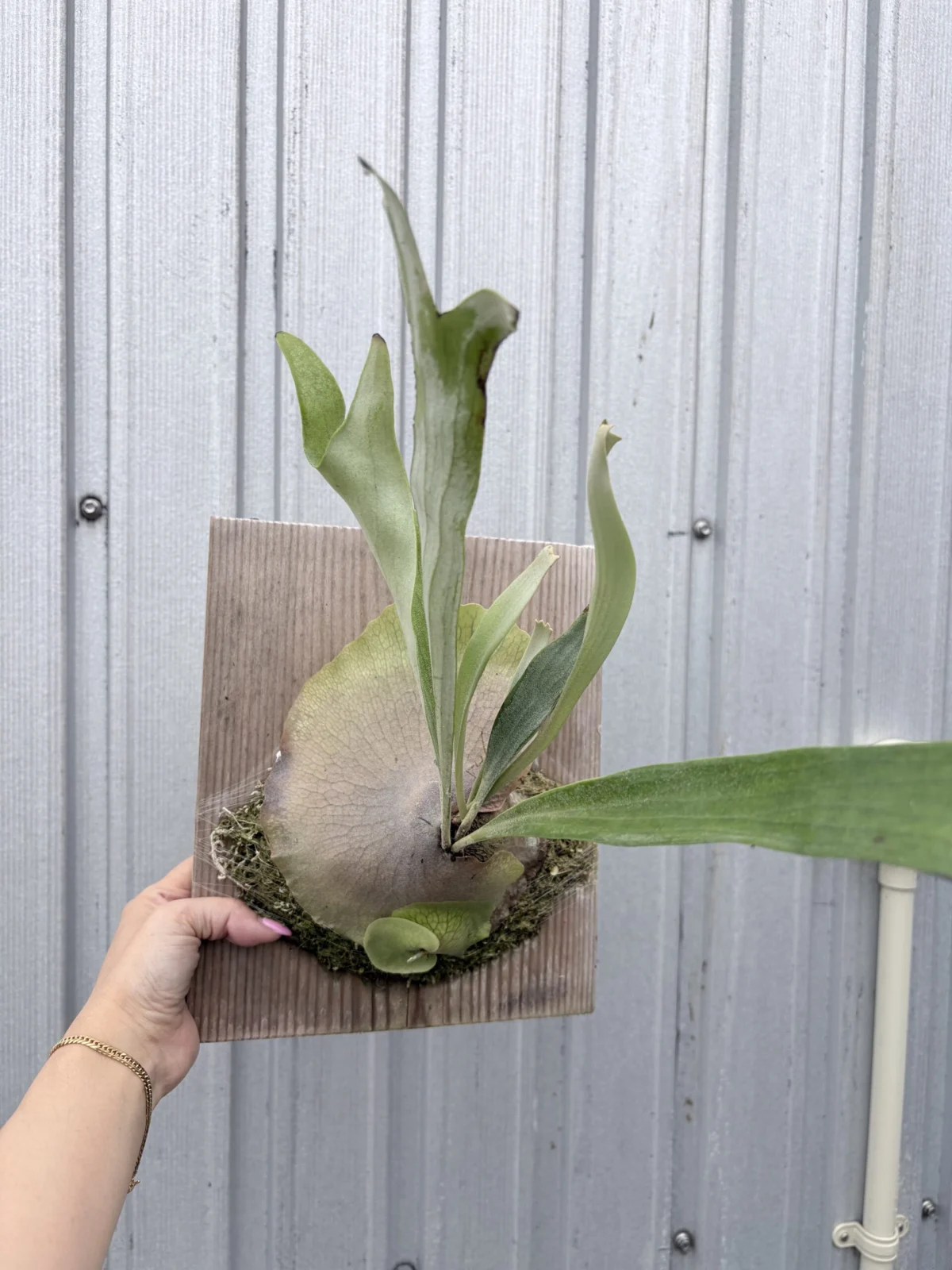 ビカクシダ　メラメラ