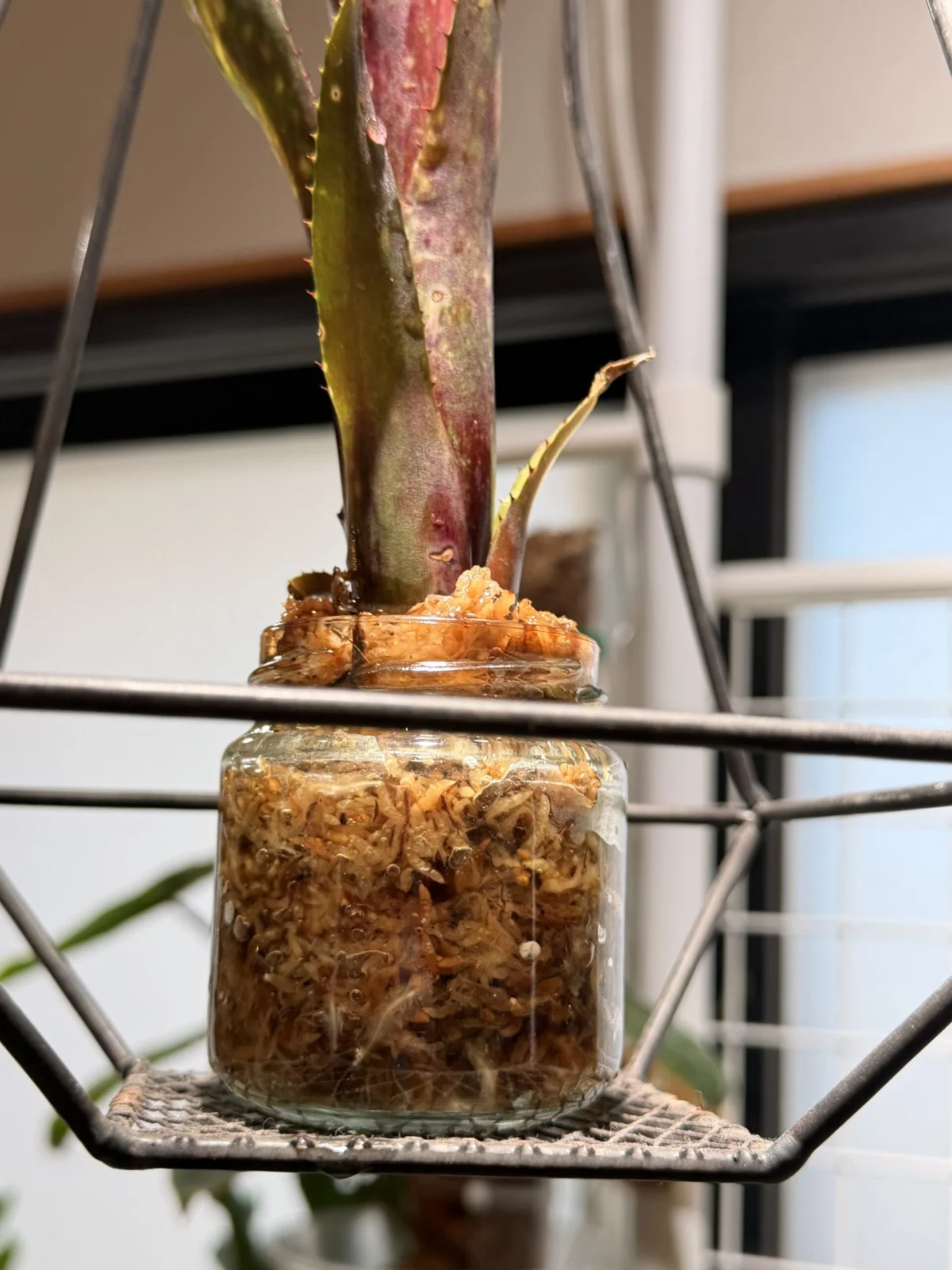 ビルベルギア　ハレルヤ@村長の直売所