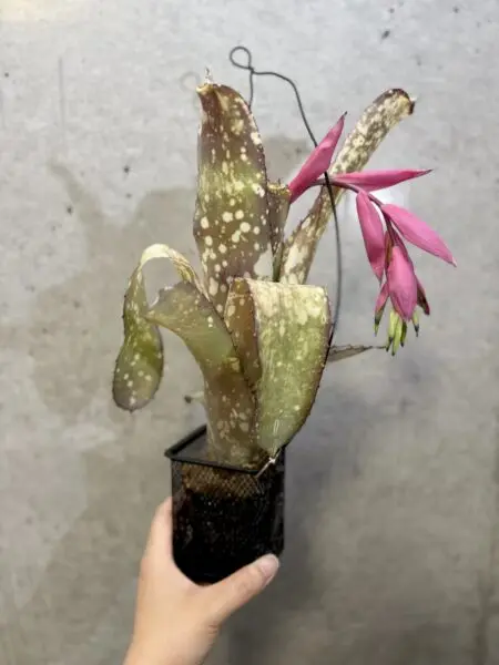 ビルベルギア　アラカイ　花