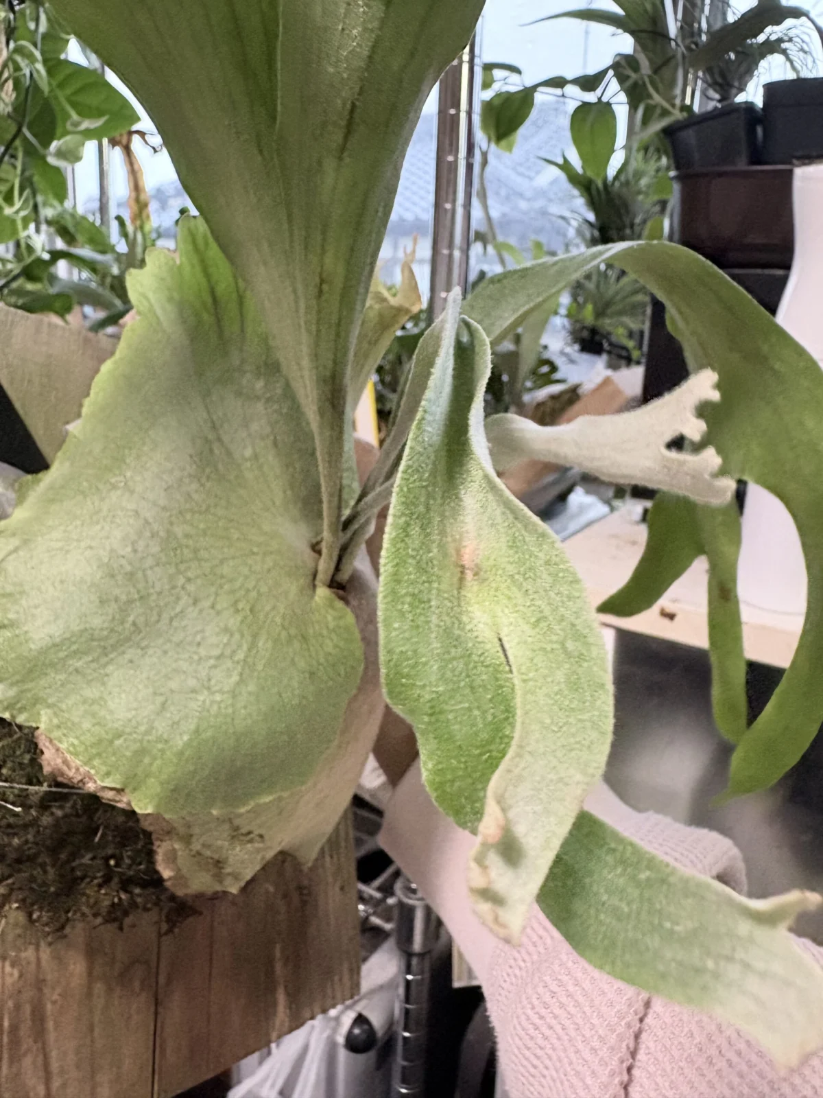 ビカクシダ　MW2010､03､03