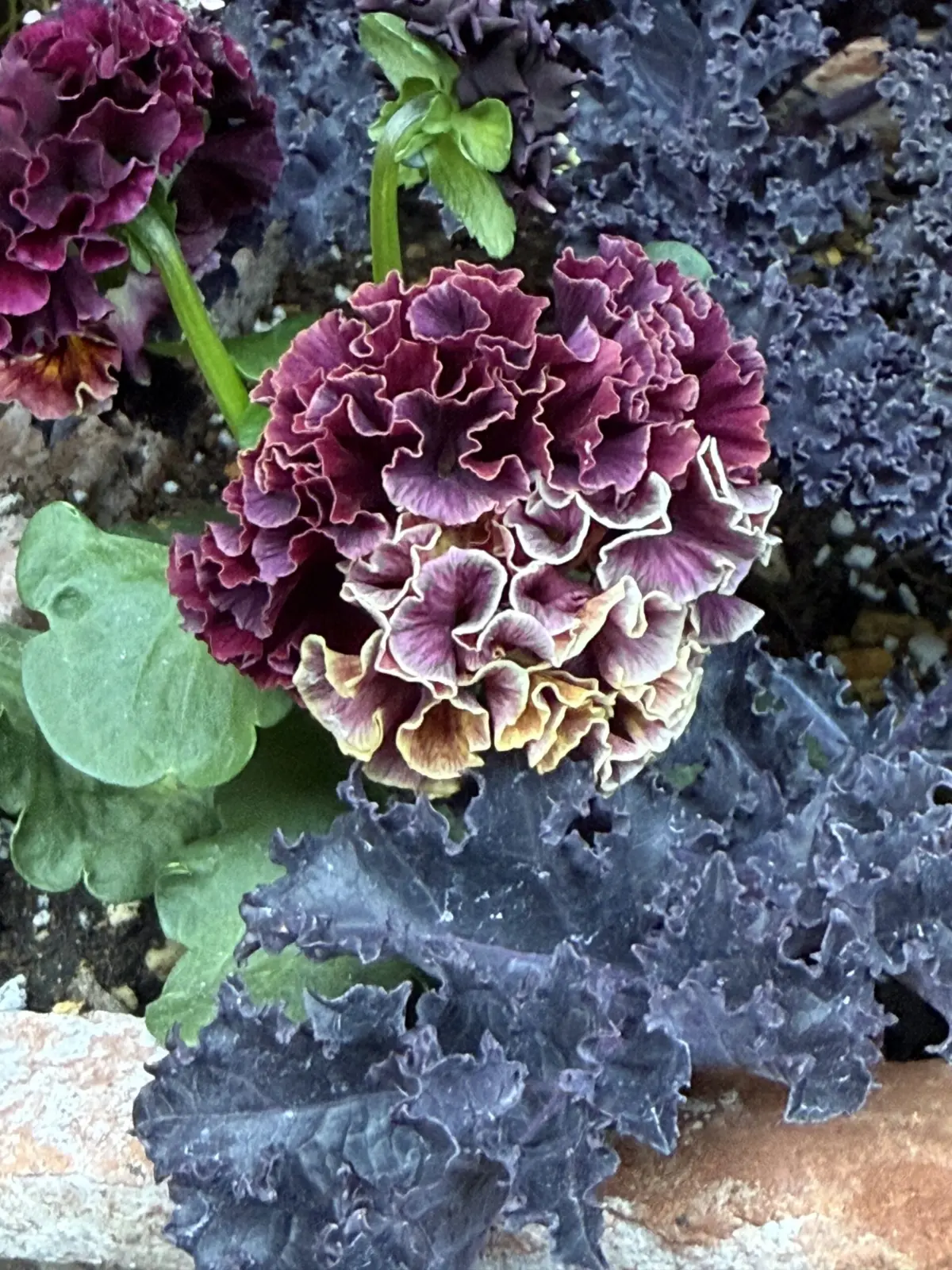 パンジー　アントワネット　③ 2025