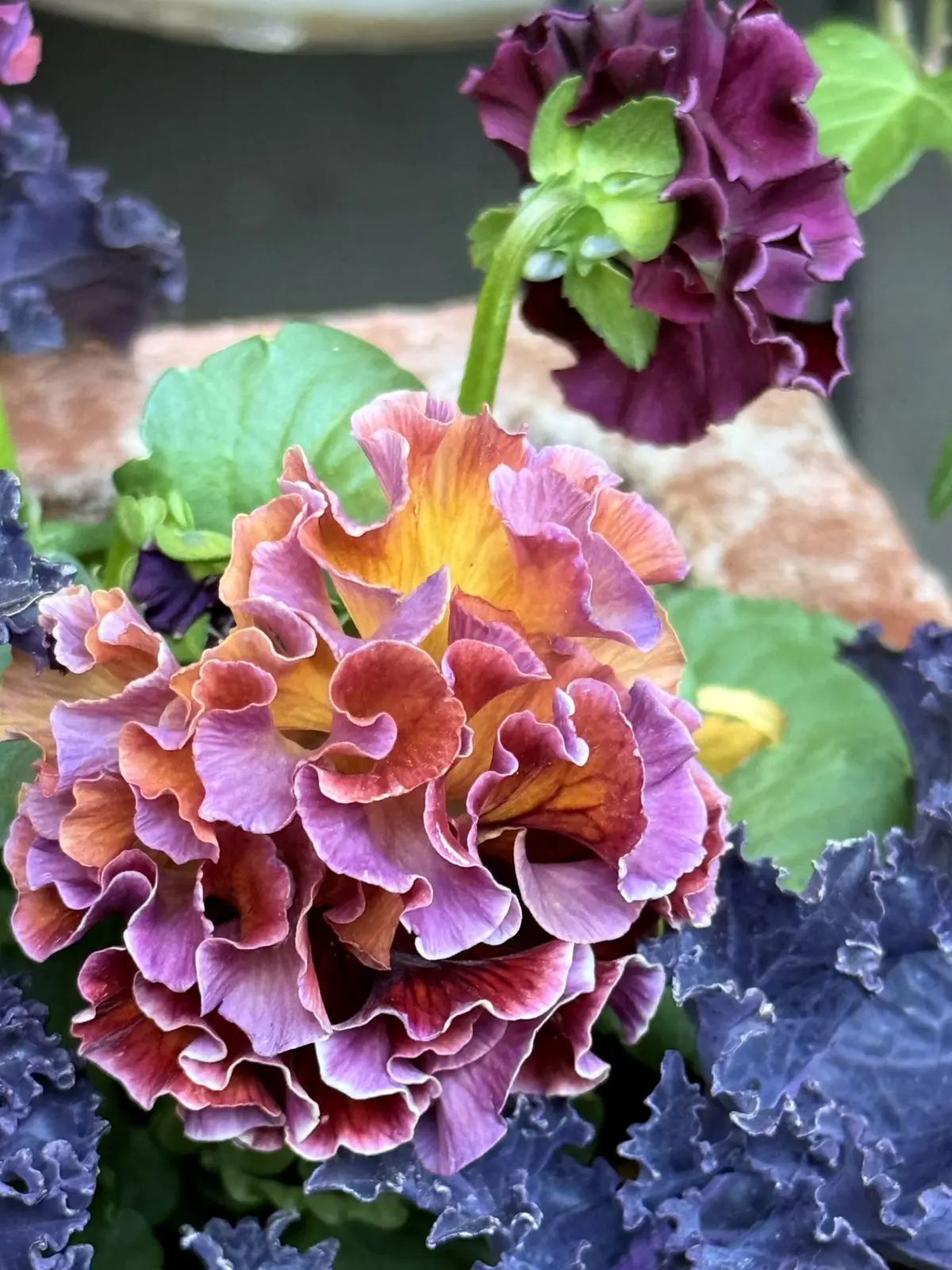 パンジー　アントワネット ② 2025