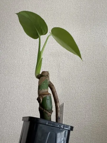 モンステラ デリシオーサ コンパクタ ② 別角度