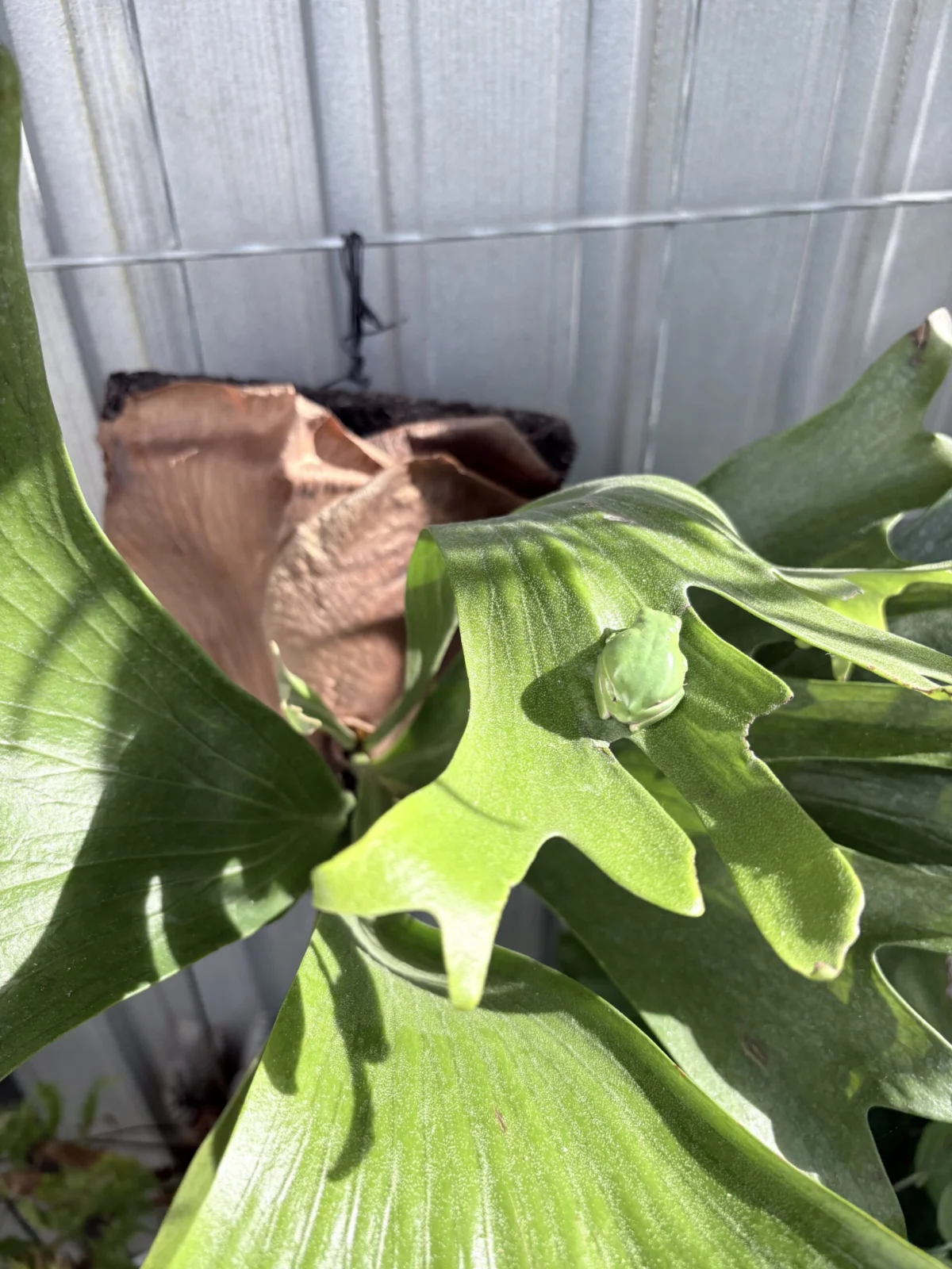 ビカクシダ　ムース