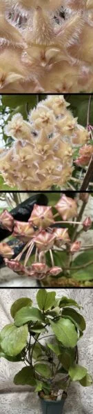 ホヤ エリスリナ パープル