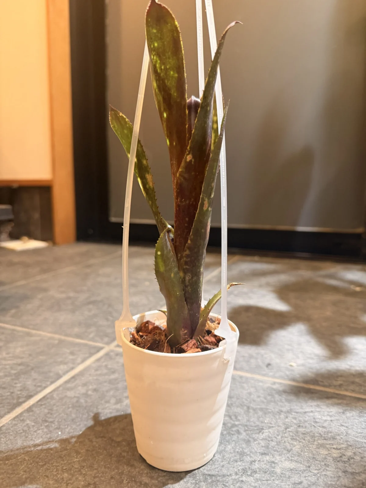 ビルベルギア　ハレルヤ（改）@村長の直売所