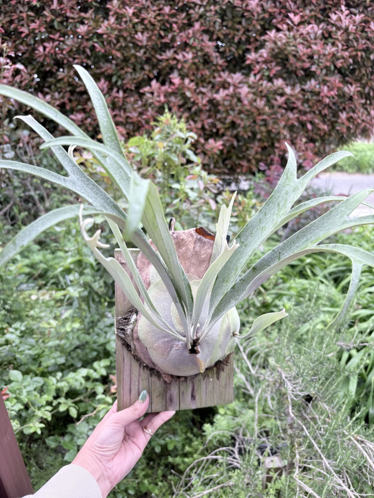 ビカクシダ　きよひめ