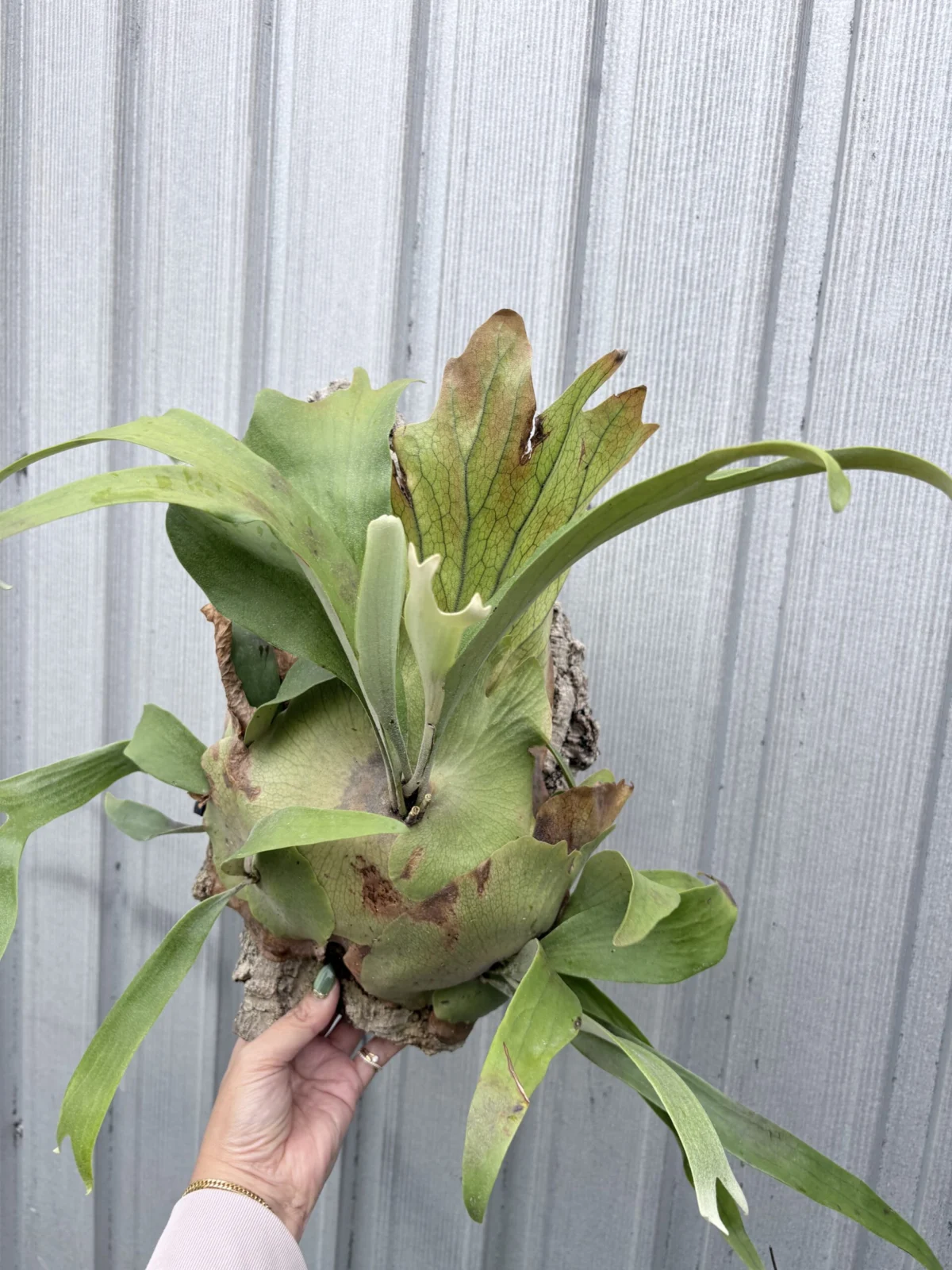 ビカクシダ　ワルシー　