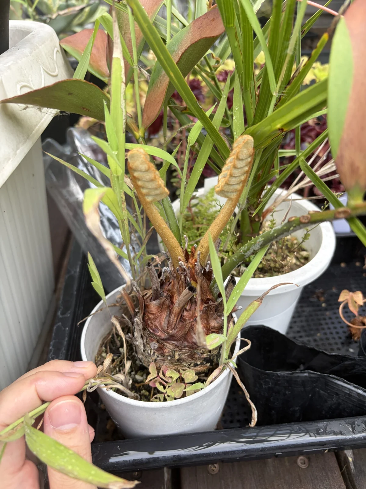 ザミア　新葉