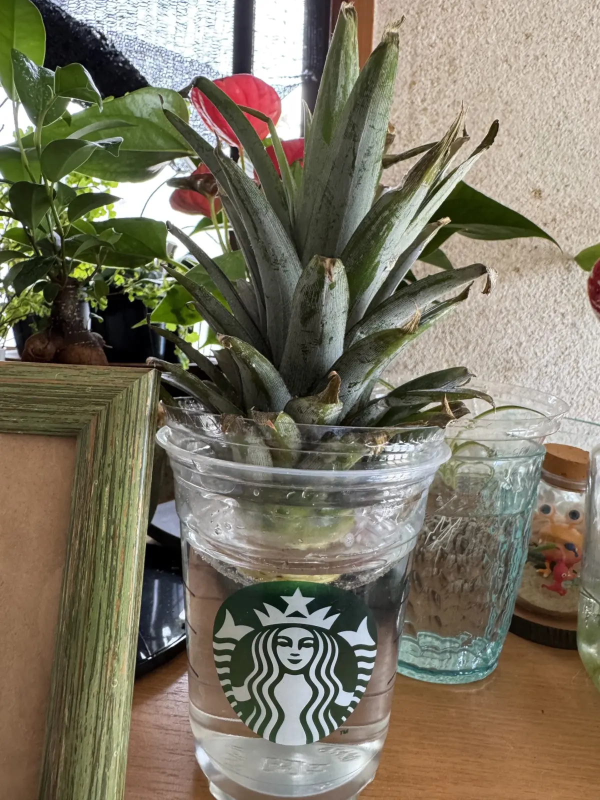 パイナップル 水耕栽培