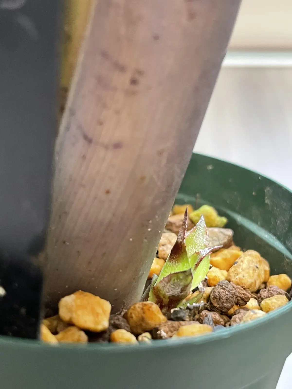 ビルベルギア　オビワン　害虫被害　子株