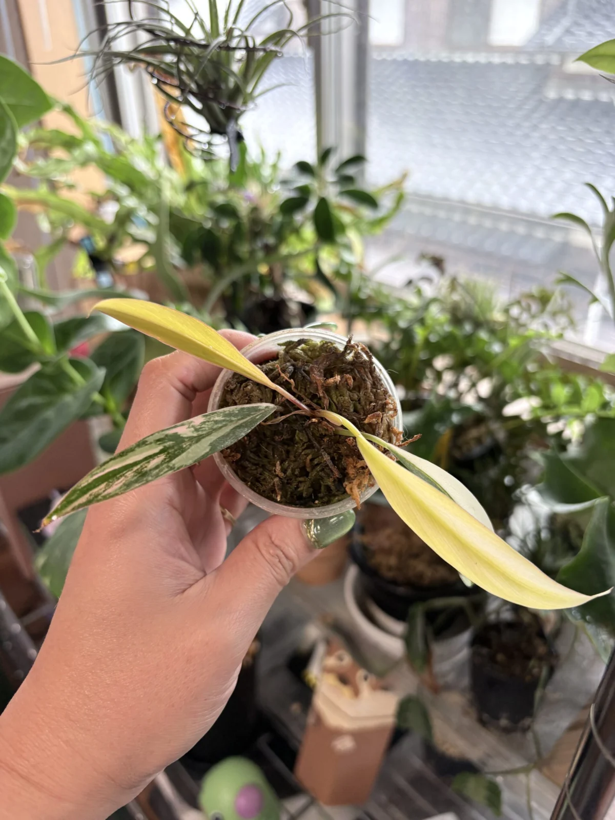 フィロデンドロン　キャラメルマーブル　ビトロ