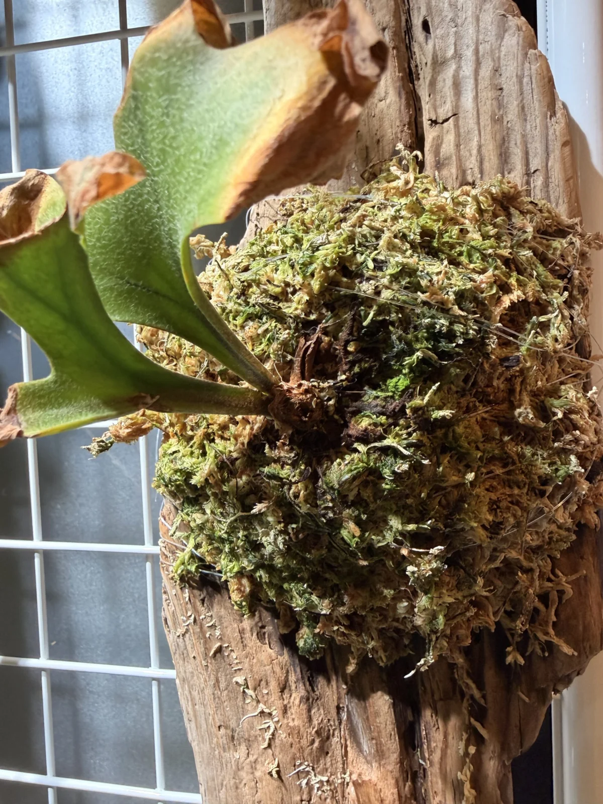 ビカクシダ　リドレイ