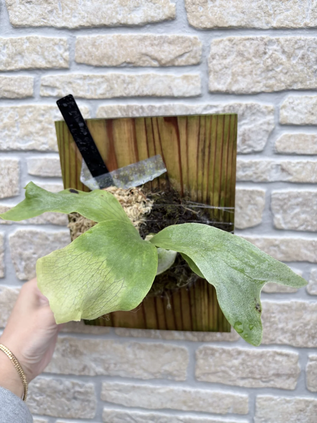 ビカクシダ　MW2010､03､02