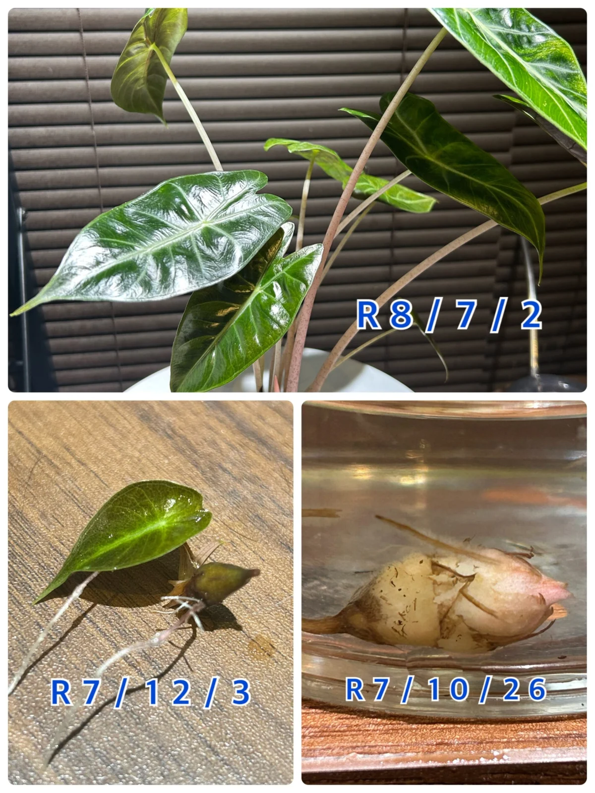 アロカシア