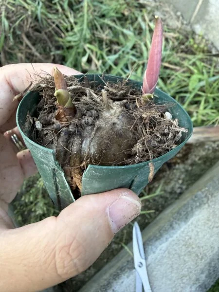 ザミオクルカス　斑入り　葉刺し　