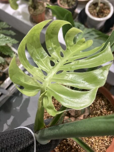モンステラ