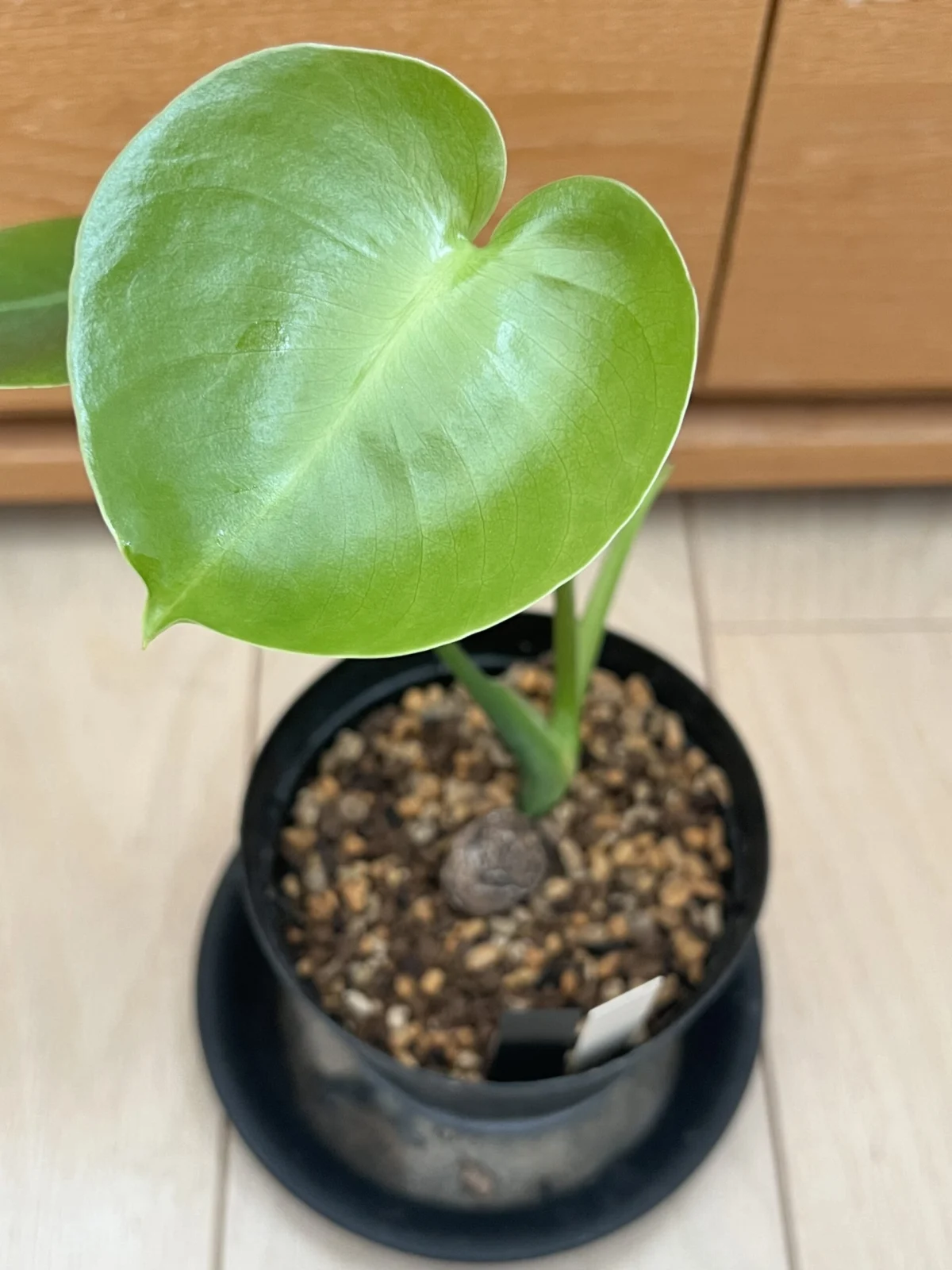 モンステラ　福助　成長記録0000