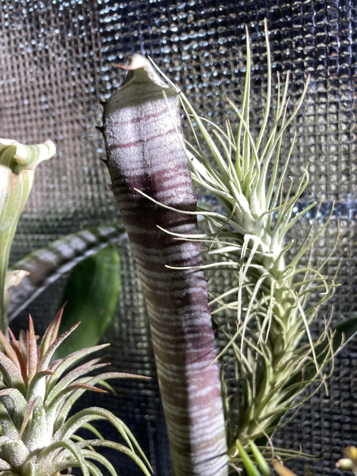 ティランジア ヘテロモルファ