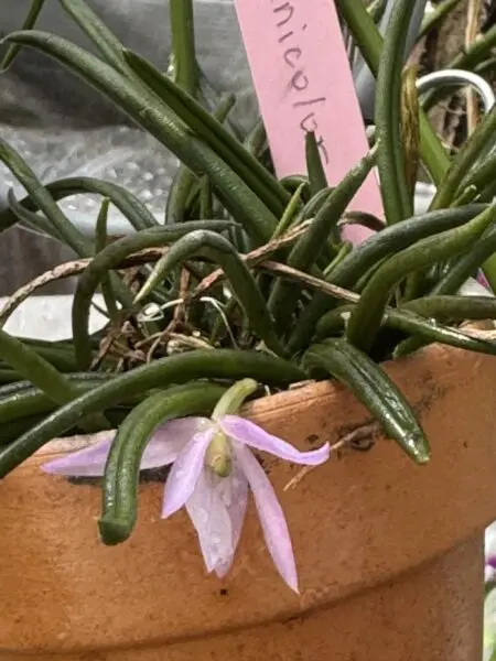 レプトテス ユニカラー 花 蘭
