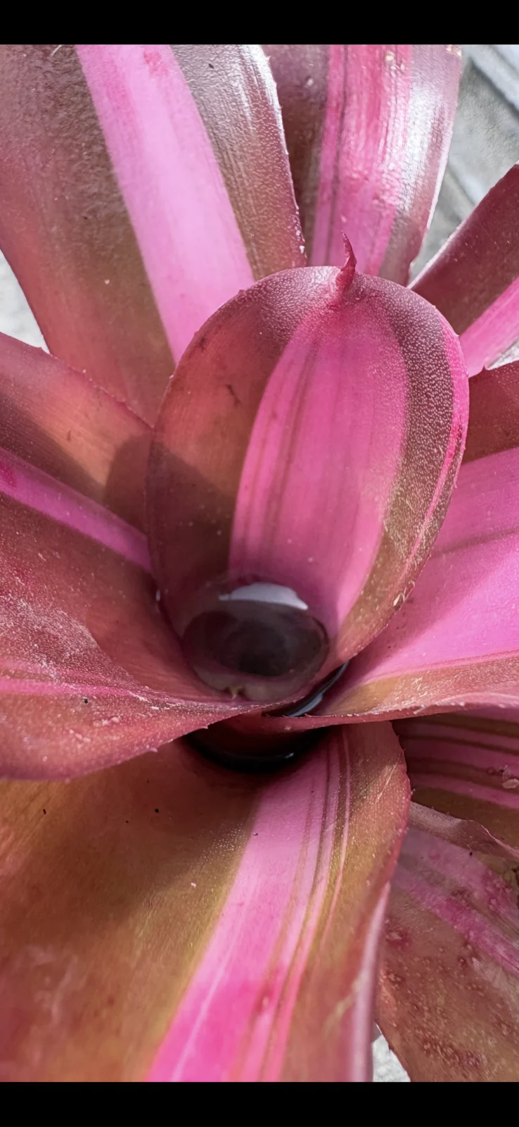 ネオレゲリア　サテンドール