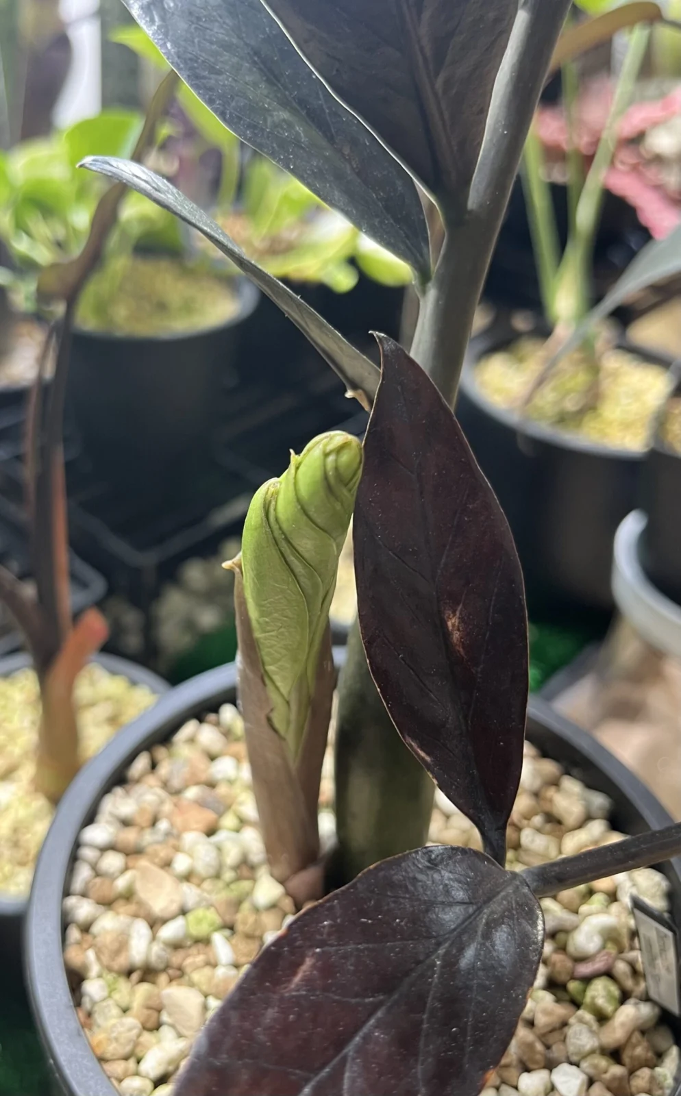 ザミオクルカス　ザミーフォリア　レイヴン