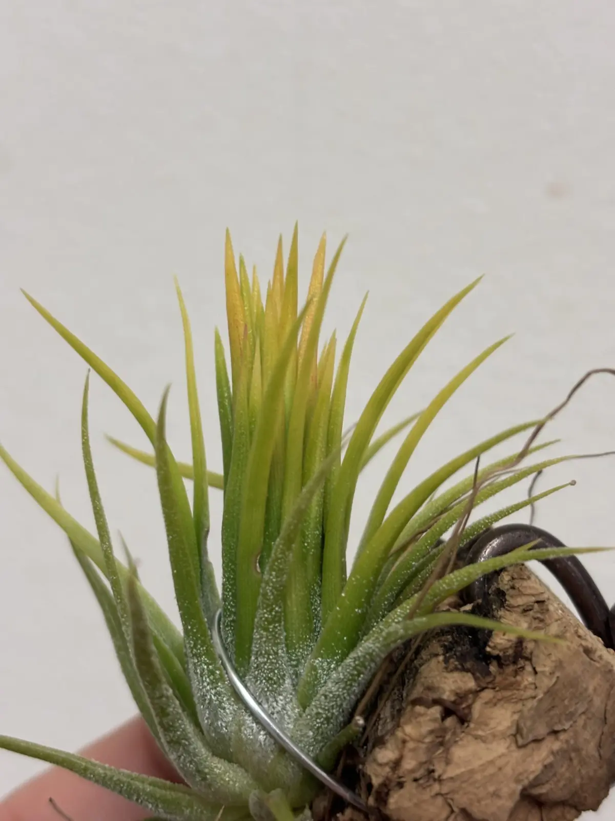 ティランジア　イオナンタ　フエゴイエロー