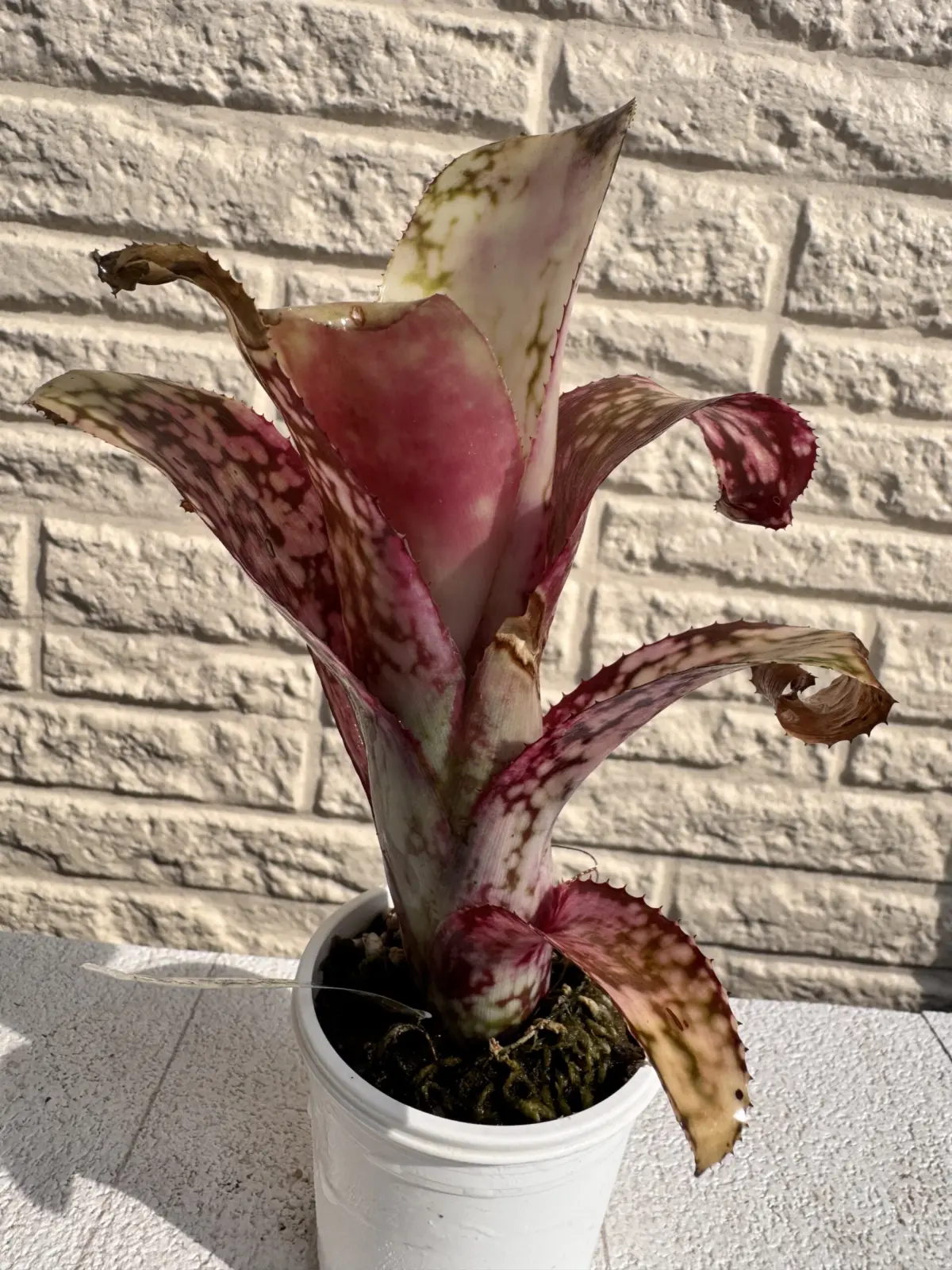 ビルベルギア　ポキートマス