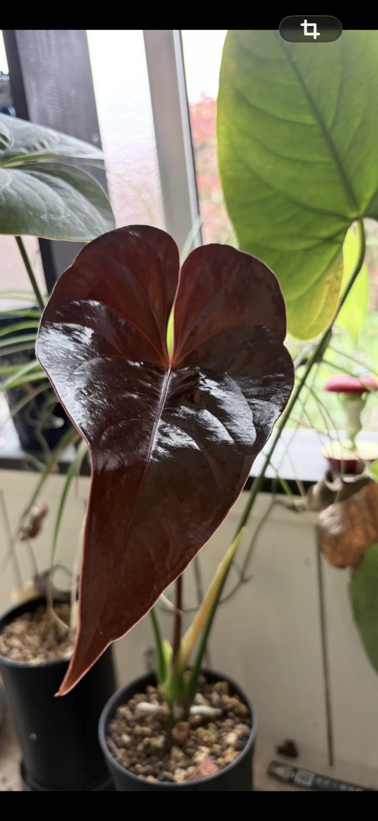 アンスリウム　トムズレッド