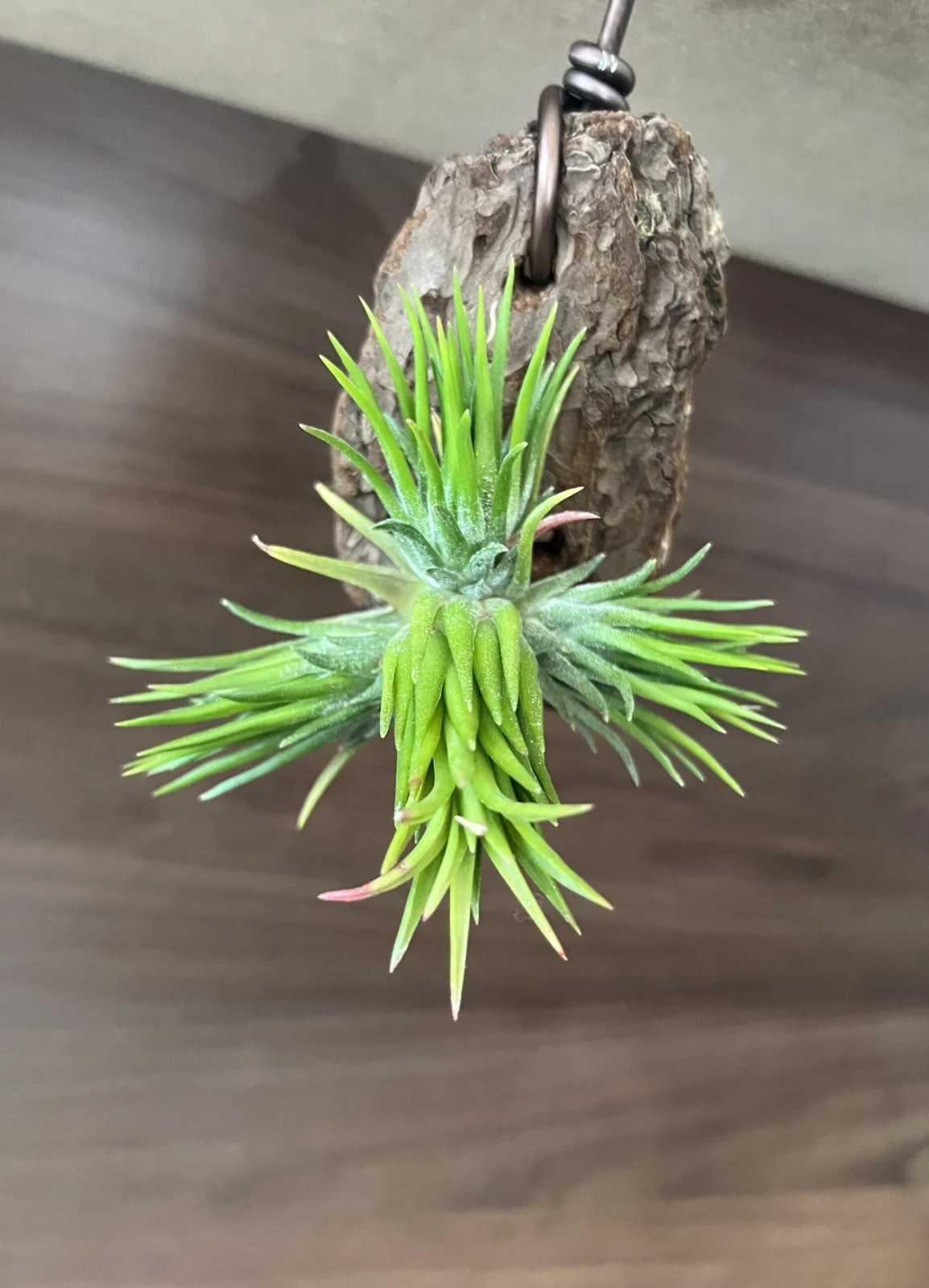 ティランジア　イオナンタ