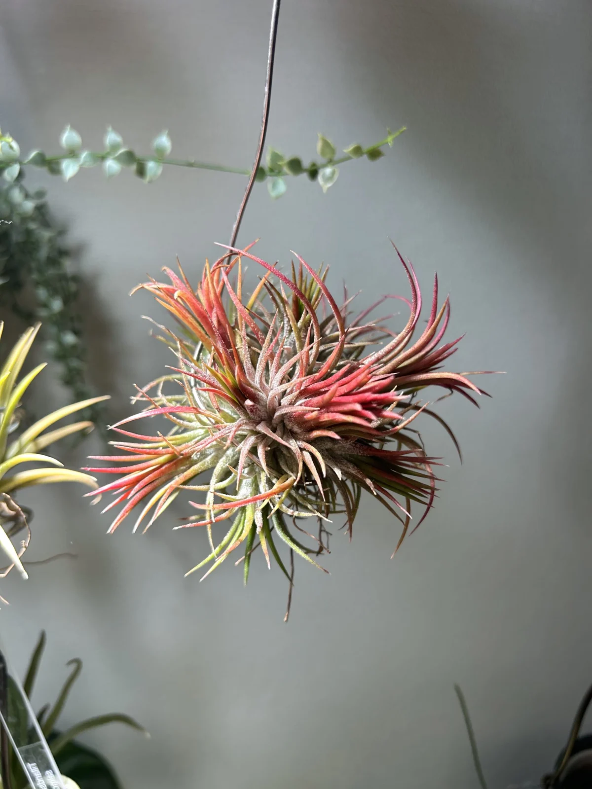 ティランジア　クランプ　札落ち