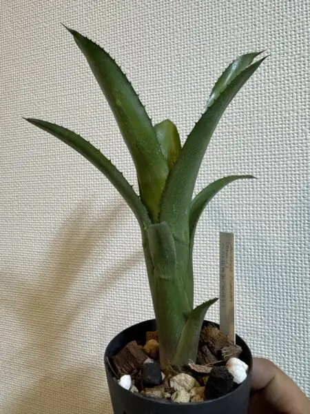 エクメア　コマタ