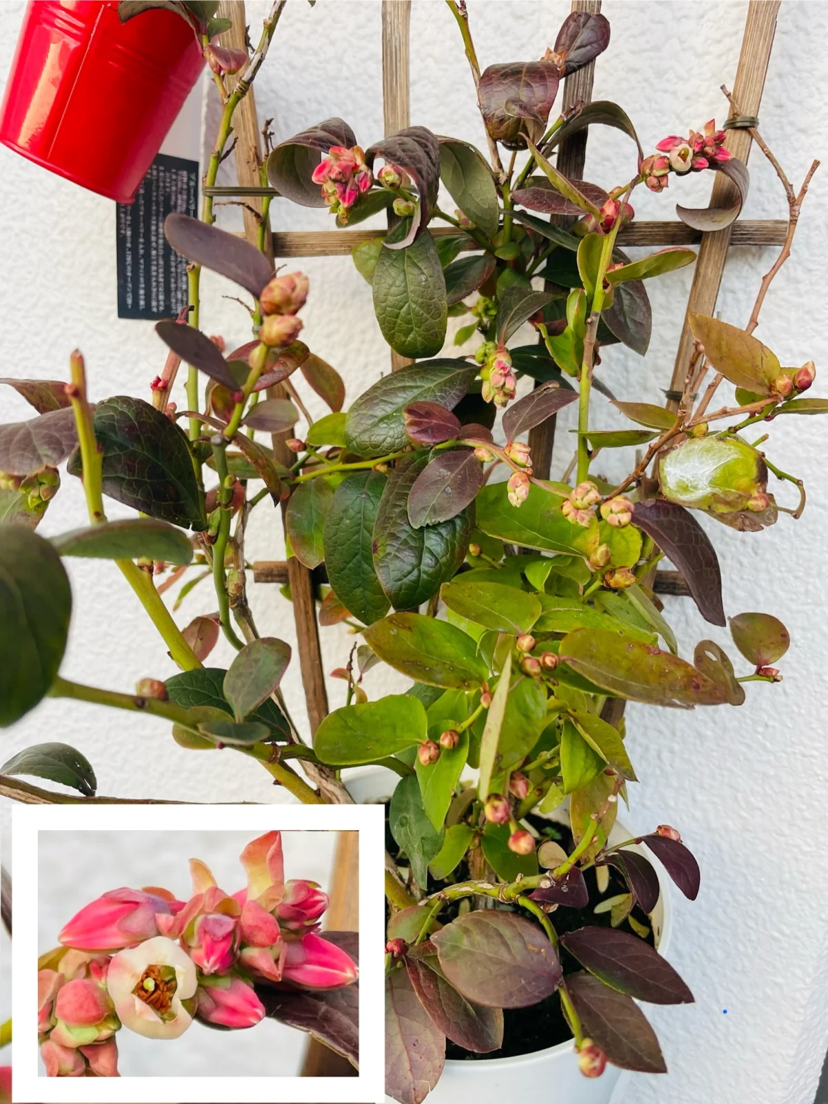 果樹　ブルーベリー　花