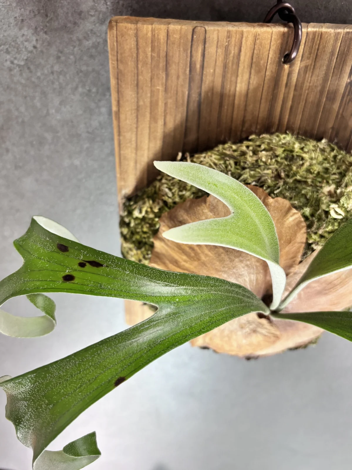 ビカクシダ　アルシコルネ　マダガスカル　コンパクト