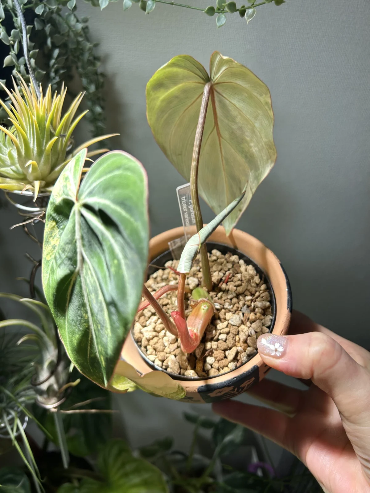 フィロデンドロン　グロリオーサム　斑入り