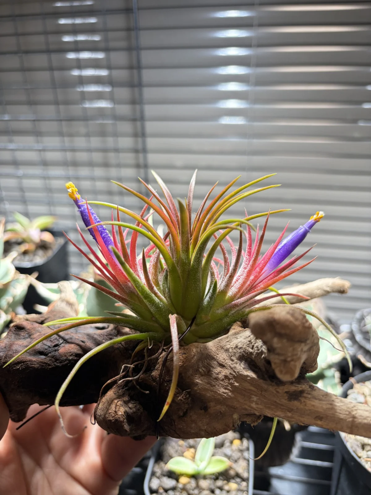 ティランジア　イオナンタ　マルディグラ