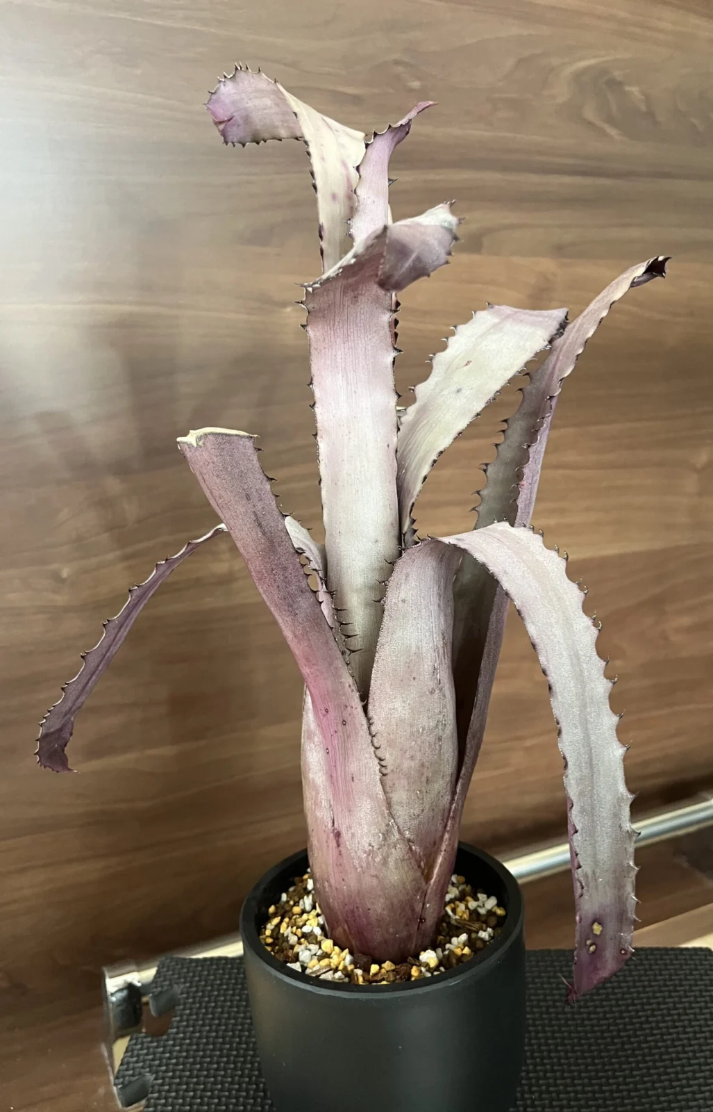 ホヘンベルギア　オウチ