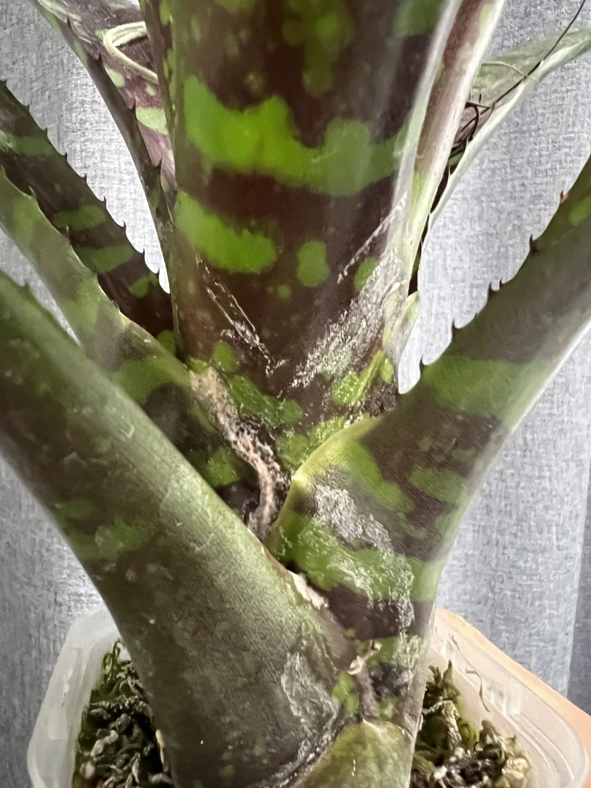 ネオレゲリア　ストレンジブリュー