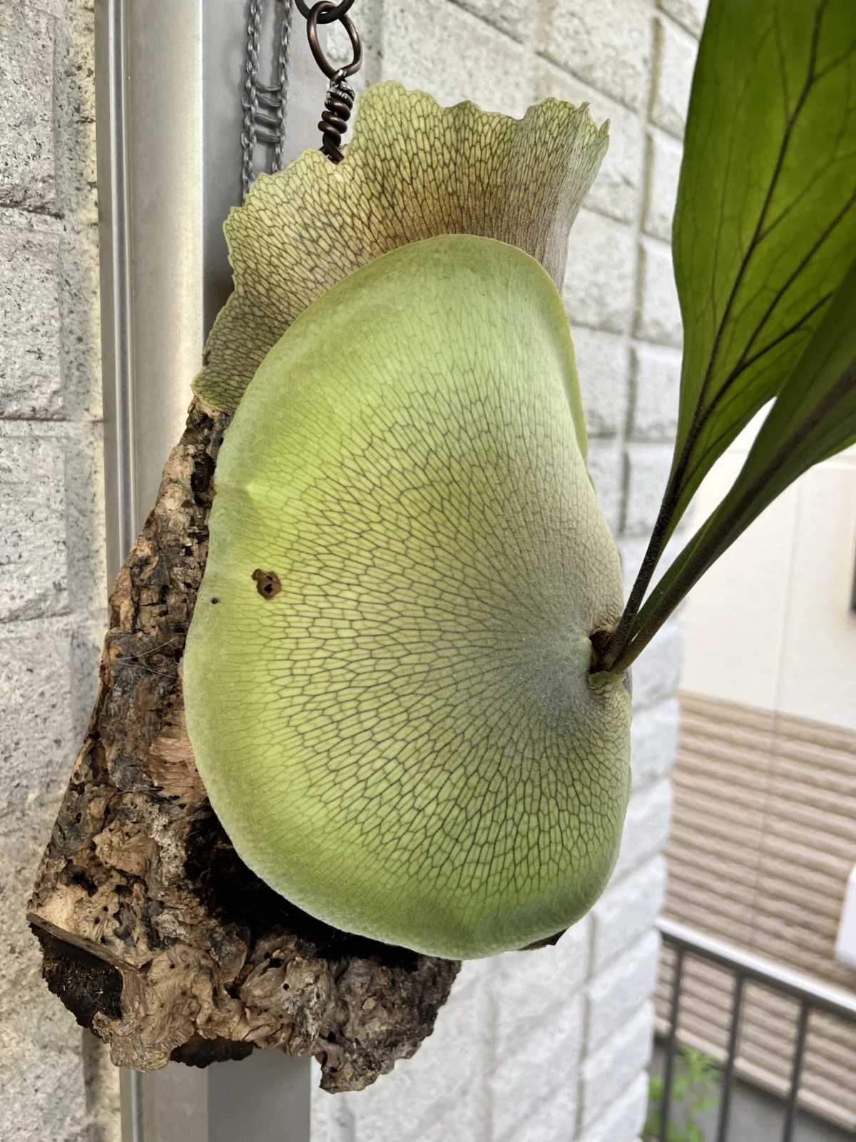ビカクシダ　ヒリー　ドラゴン　スポア　食害