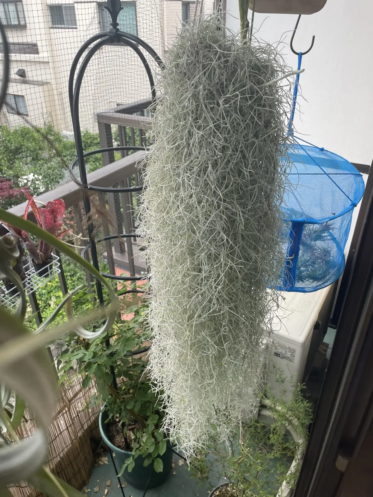 ティランジア　ウスネオイデス