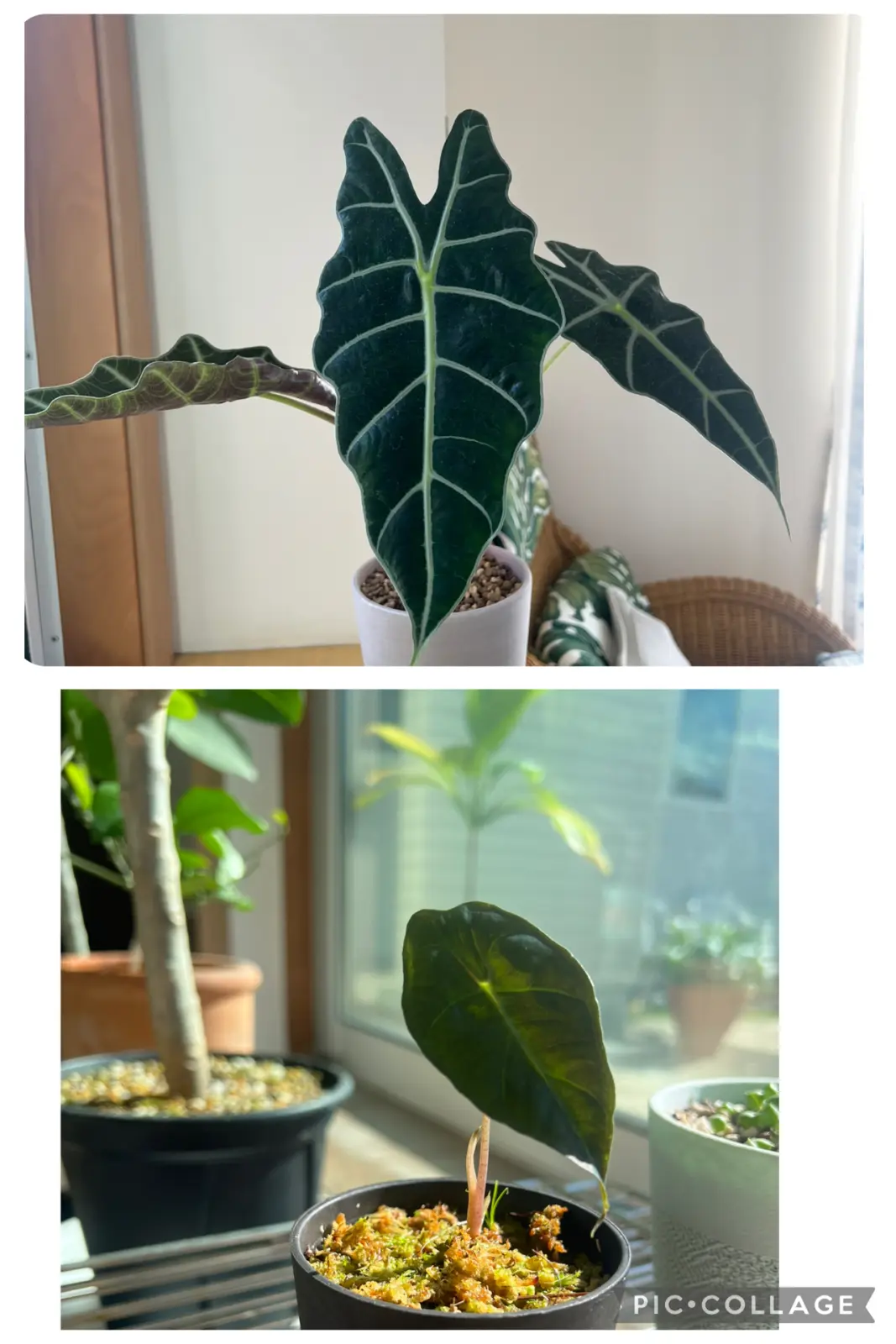 アロカシア アマゾニカ