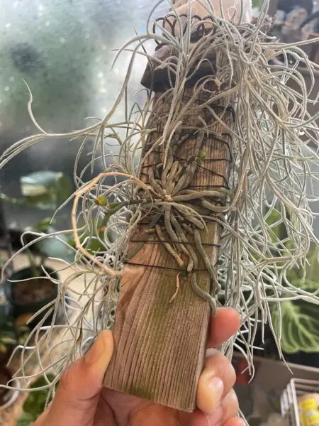 キロスキスタ ミカワスパイダー ラン 蘭