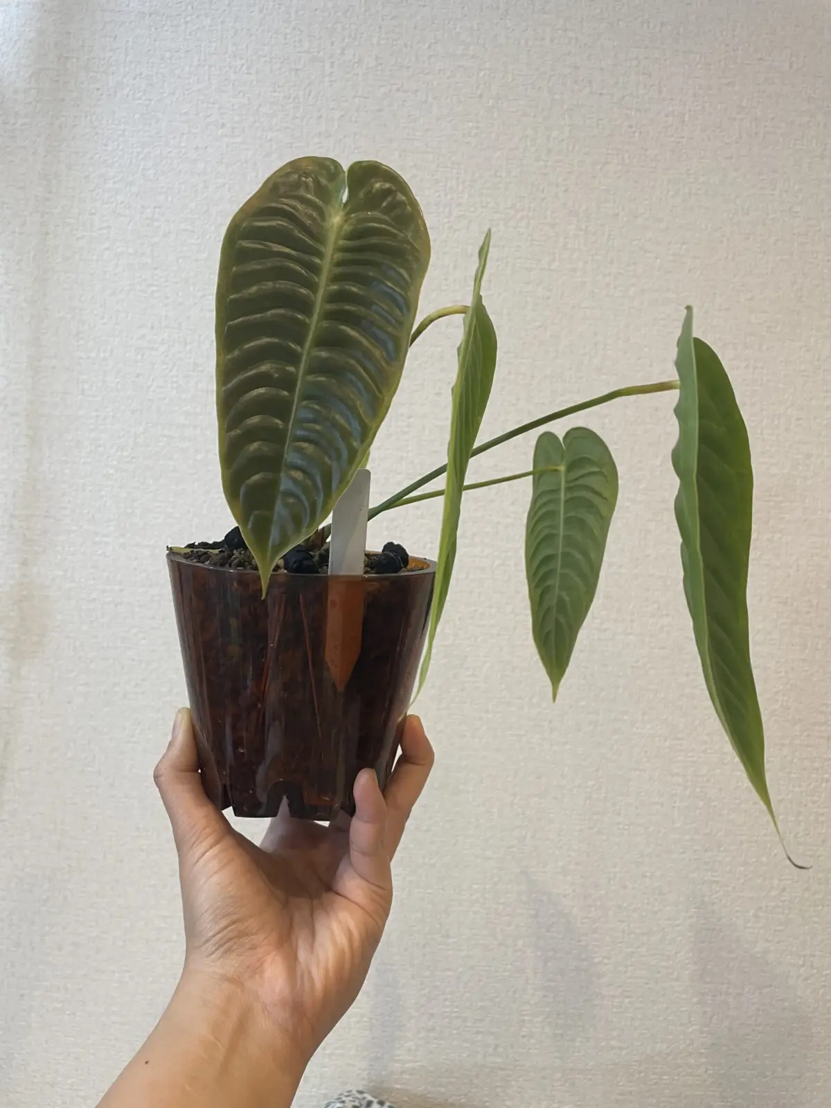 アンスリウム　ベイチー