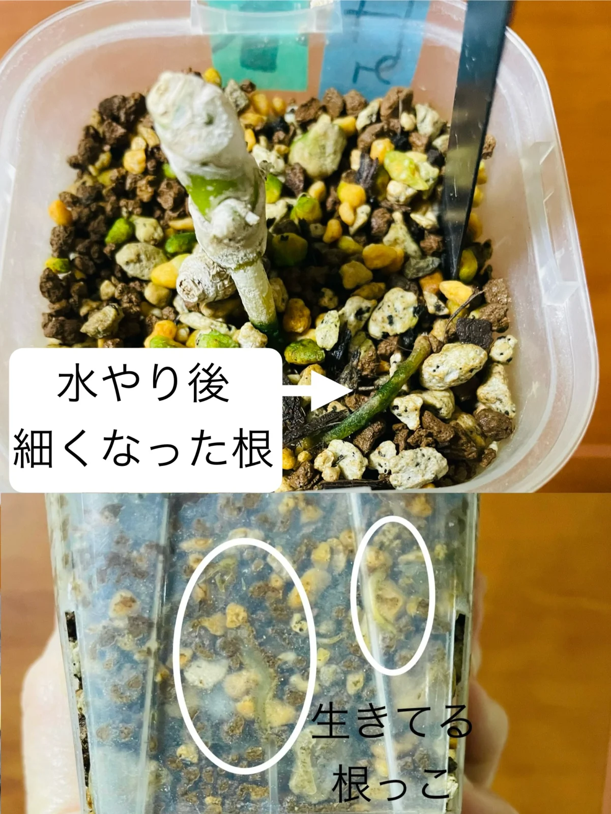 アンスリウム　ワロクアナム　根腐れ？